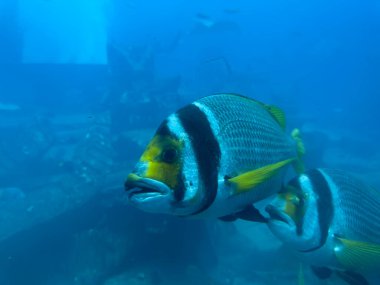 İki imparator melek balığı berrak mavi suda yüzer. Melek balıklarının sarı yüzleri, siyah çizgileri ve sarı yüzgeçleri vardır..