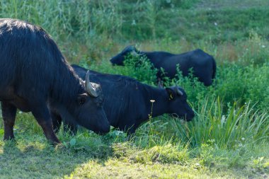 Çimenli bir tarlada üç bufalo otluyor. Bufalolar karanlık, tarlalar yeşil..