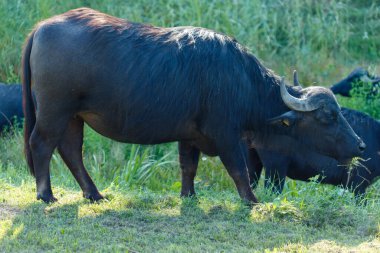 Çimenli bir tarlada otlayan bir kara su bufalosu. Arka planda kısmen görünen iki bufalo daha var..