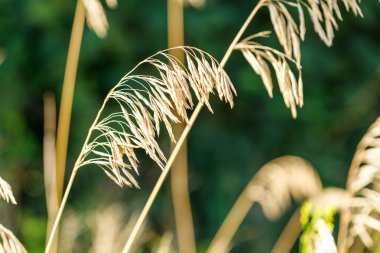 Tohum başları ile yakın plan altın-kahverengi ot sapları bulanık yeşil arka plan, doku ve doğal ışık odaklı.