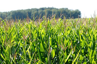 Püsküllü mısır sapları, yeşil yapraklar ve arka planda parlak, berrak bir gökyüzünün altında bir sıra ağaç..
