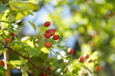 Kırmızı böğürtlen ve yeşil yapraklı Hawthorn ağaç dalına yakın plan, kısmen gökyüzü zeminine karşı bulanık.