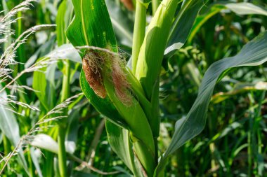 Yeşil yapraklarla çevrili, gelişmekte olan kulakları ve ipeği olan bir mısır sapının yakın çekimi. Doğal ışık dokuları vurguluyor.