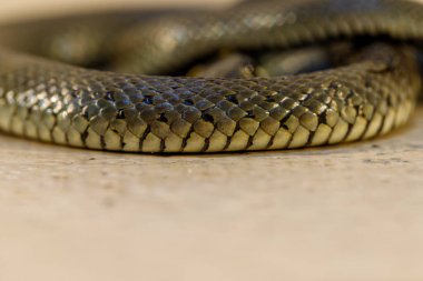 Işık yüzeyine sarılmış bir yılanın yakın çekim görüntüsü. Ölçekler ayrıntılı olarak görülebilir. Düz zemine karşı yılanın vücuduna odaklan..