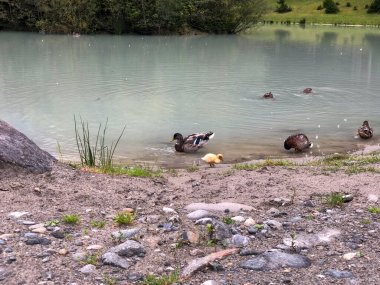 Ördekler ve bir ördek yavrusu kıyıda ve bir gölün açık renkli sularında. Banka yeşil bitki örtüsüyle kumlu ve kayalık..