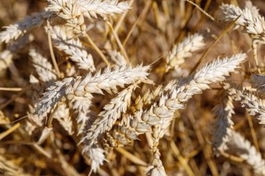 Kuru buğday saplarına yakın çekim. Renkler ağırlıklı olarak açık sarı ve altın kahverengidir, parlak ışık ve gölgeler dokuyu vurgular..