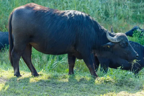 Çimenli bir tarlada otlayan bir kara su bufalosu. Arka planda kısmen görünen iki bufalo daha var..