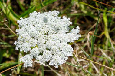 Yeşil ve kahverengi otlarla çevrili beyaz Kraliçe Anne 'in Dantelli çiçeğinin yakın çekimi doğal bir ortam yaratıyor..