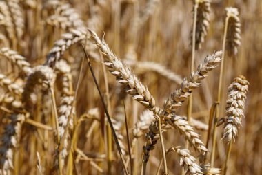 Olgun buğday saplarını tarlada yakından çek. Baskın renkler kahverengi ve bejin sıcak tonlarıdır. Sapıklar çerçeveyi doldurur.