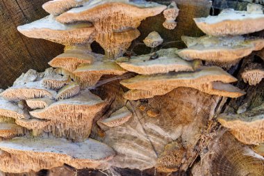 Kesik bir ağaç kütüğünde yetişen mantarların yakın çekimi. Mantarlar istiflenmiş ve desenli. Tahta tahıl görünür.