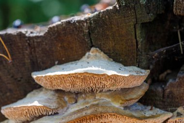 Yıpranmış ahşap bir kütüğün üzerinde, ışık filtreleyen, dokuları ve detayları vurgulayan iki parantez mantarının yakın çekimi.