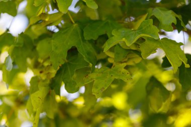 Dallardaki yeşil akçaağaç yapraklarına yakın plan, bazı kahverengi noktalar ve bulanık arka plan, yumuşak ve doğal bir görünüm yaratıyor..