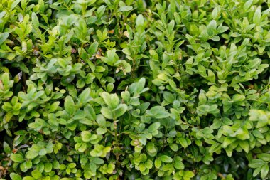 Yoğun yeşil bir boxwood çalısı yakın çekim, yeşil ve desenli yapraklar çeşitli tonlarda sergilenir.