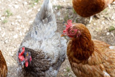 Üç tavuğa yakın çekim, biri kahverengi, biri gri / kahverengi, biri kahverengi, kuru zeminde, seyrek otlarla duruyor..
