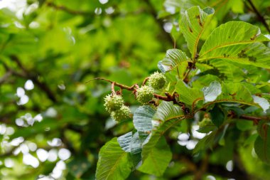 Yakından bakınca, yeşil dikenli kestane dalları ve yeşil yapraklarla dolu bir kestane ağacı dalını bulanık yeşil arka planda sergiliyor..