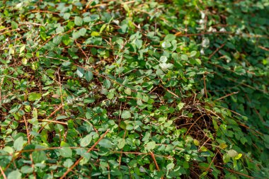 Çerçeveyi dolduran küçük yeşil yapraklar ve ince kahverengi dallarla yoğun zemin örtüsü.
