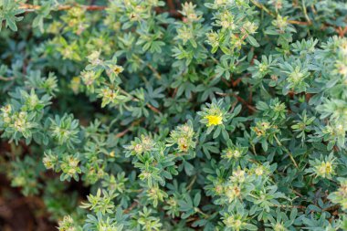 Küçük, açık yeşil yapraklı ve sarı çiçekli bir çalılığın yakından görünüşü bitkinin dokusuna ve detaylarına odaklanıyor..