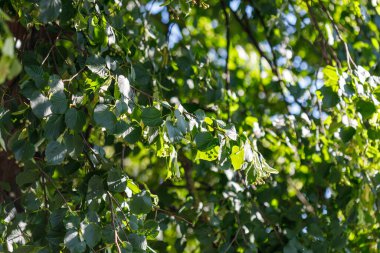Yeşil yapraklar, dallar ve küçük meyvelerin yer aldığı bir ıhlamur ağacının yakın plan görüntüsü..