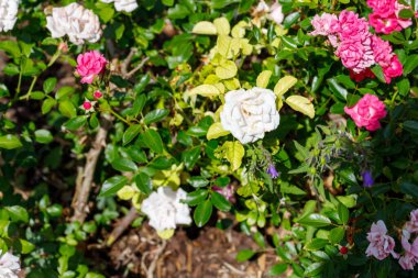 Beyaz, pembe ve açık pembe güller, yeşil yapraklar ve zemin örtüsü olarak kahverengi saman ile bir gül çalısı yakın plan.