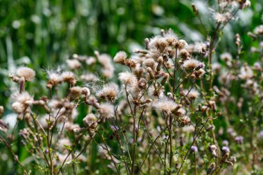 Pamuk helvalı devedikeni başlarının yakın çekimi. Arka planda yeşil çimen. Sıcak, doğal ışık.