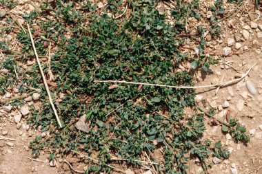 Küçük yeşil yapraklar, kırmızımsı saplar ve çakıllı bir yerdeki kuru dallarla kaplı bir zemin örtüsünün yukarıdan çekimleri..