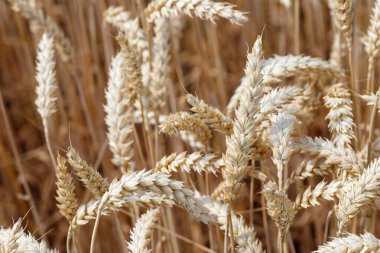 Buğday saplarına yakın çekim. Sıcak, sessiz, sarı ve kahverengi tonlarda. Buğday başlıklarının dokusuna ve detaylarına odaklanın..