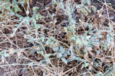 Kuru otlara ve soluk yeşil bitkilere yakın çekim. Rastgele kompozisyon. Tarafsız, toprak renginde, soluk yeşil yapraklı..