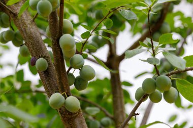 Olgunlaşmamış yeşil erikler ve yeşil yapraklarla kaplı erik ağacı dalına yakın plan bulanık bir arkaplan.