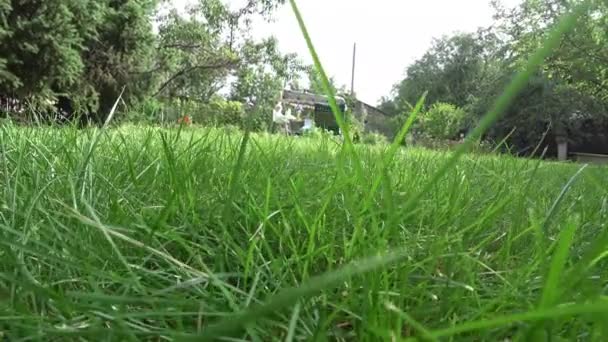 小白狗穿过草地朝摄像机跑去 高质量的4K镜头 — 图库视频影像