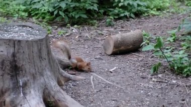 Küçük bir sincap kütüğe oturur ve fındık kemirir. Yüksek kalite 4k görüntü