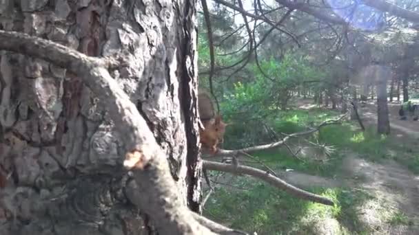 Een Kleine Eekhoorn Hangt Aan Een Boomstam Kijkt Naar Camera — Stockvideo