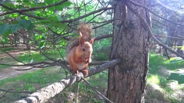 Niedliches Rotes Eichhörnchen Blickt Direkt Die Kamera Hochwertiges Filmmaterial — Stockvideo