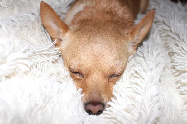 Küçük şirin köpek battaniyenin altında uyuyor. Yüksek kalite fotoğraf