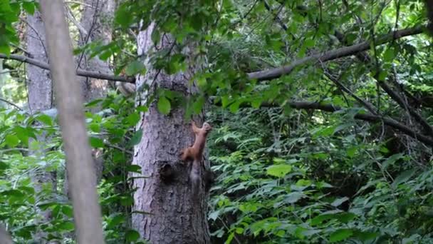 Mała Wiewiórka Wisi Pniu Drzewa Patrzy Kamerę Wysokiej Jakości Materiał — Wideo stockowe