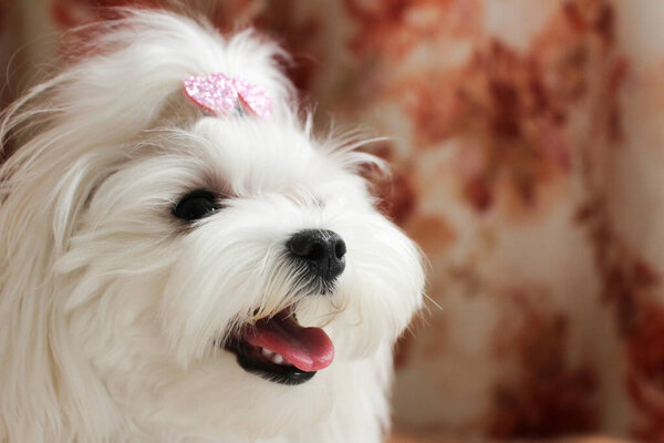 Cute little white maltese looking with open mouth. High quality photo