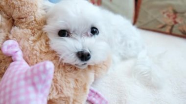  Küçük beyaz köpek yumuşak bir oyuncakla kanepede yatıyor. Yüksek kalite 4k görüntü