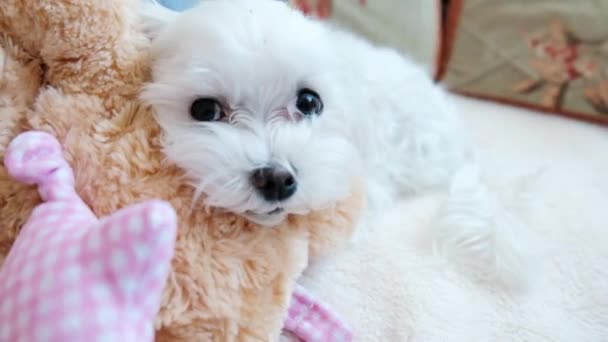 Маленький Білий Собака Лежить Дивані Якою Іграшкою Високоякісні Кадри — стокове відео