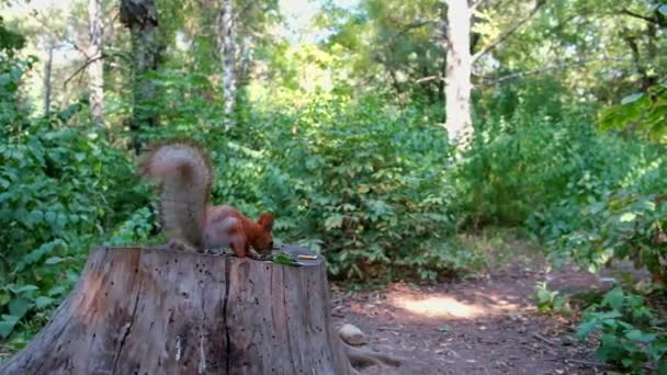 Small Squirrel Sits Stump Gnaws Nuts High Quality Footage — Stock Video