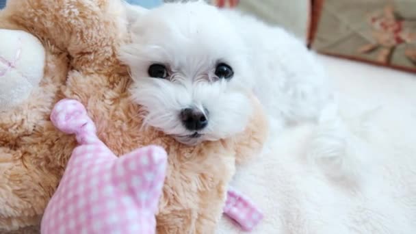 一只白色的小狗躺在沙发上 上面有一个柔软的玩具 高质量的4K镜头 — 图库视频影像