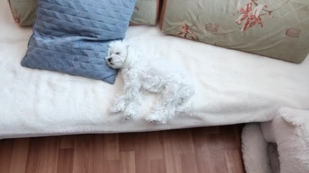 枕の上で少しかわいいマルタの睡眠 高品質4K映像 — ストック動画