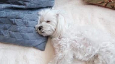 Yastığın üzerinde uyuyan küçük sevimli bir Malta kedisi. Yüksek kalite 4k görüntü