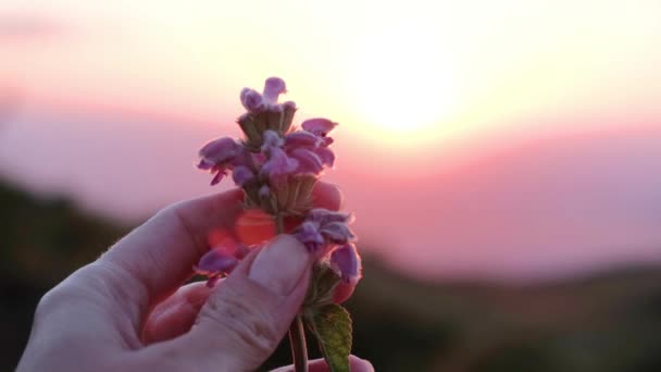 Tangan Womans Memegang Gunung Bunga Liar Rekaman Berkualitas Tinggi — Stok Video