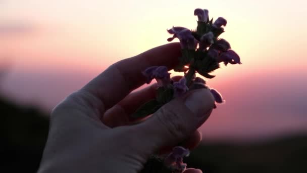 Tangan Womans Memegang Gunung Bunga Liar Rekaman Berkualitas Tinggi — Stok Video