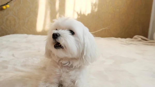 Portrait of a small white maltese laying on a sofa. High quality 4k footage
