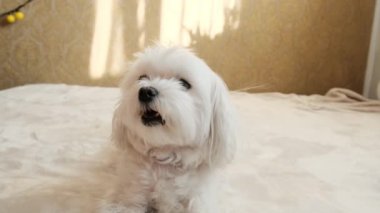 Portrait of a small white maltese laying on a sofa. High quality 4k footage