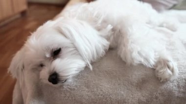Portrait of a white maltese laying on a bed and looking at the camera. High quality 4k footage