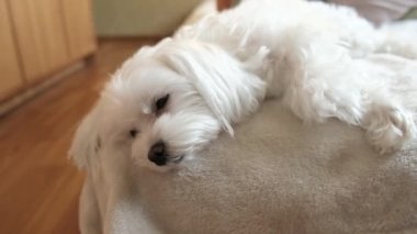 Portrait of a white maltese laying on a bed and looking at the camera. High quality 4k footage