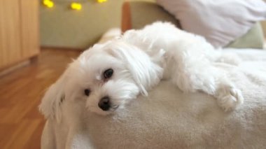 Portrait of a white maltese laying on a bed and looking at the camera. High quality 4k footage