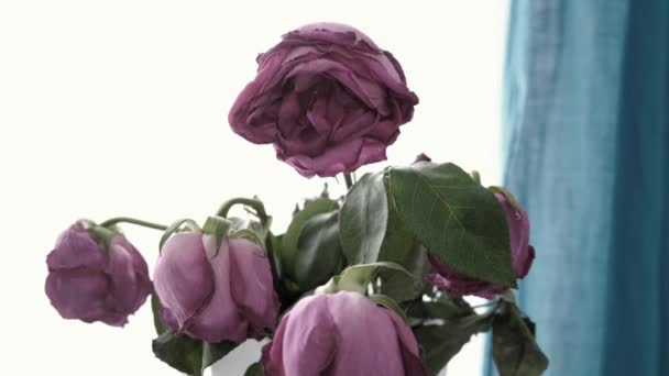 Rosas Murchas Num Vaso Imagens Alta Qualidade — Vídeo de Stock