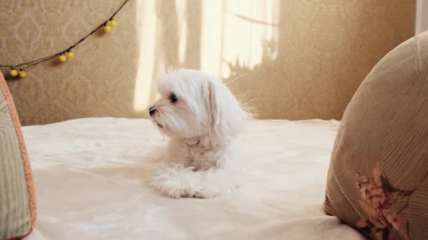 Close Maltese Sitting Bed Yawning High Quality Footage — Stock Video